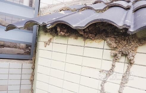 南宁新建小区白蚁肆虐装修材料成了高发地 得防还得治